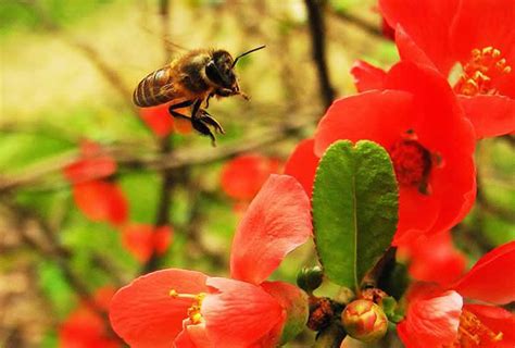 蜜蜂入屋预兆|这7种动物来家门是吉祥如意的预兆